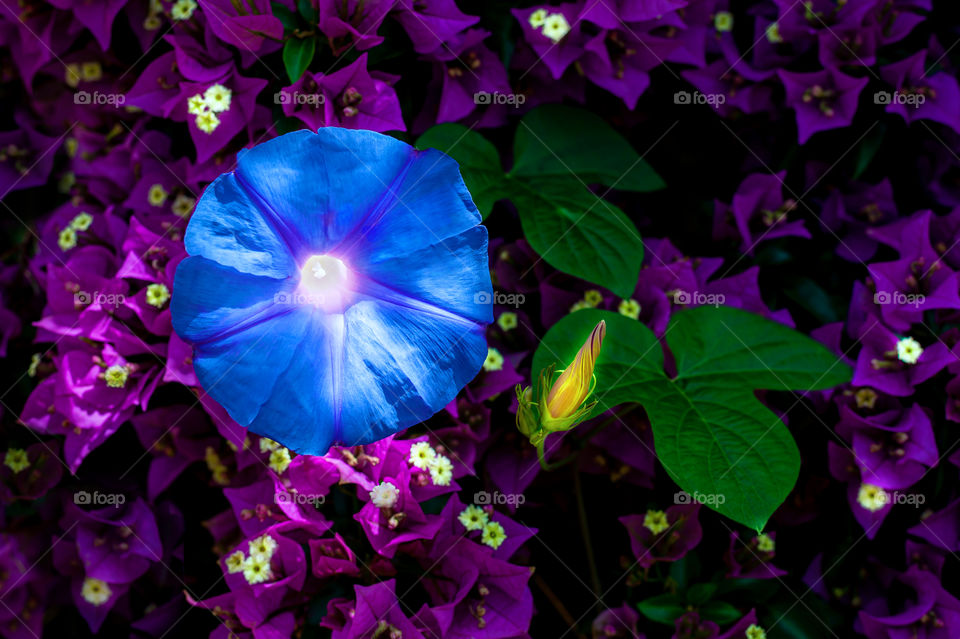 Creeper Morning Glory vine flower in full bloom and bud awaiting to spring. Ipomoea purpurea.