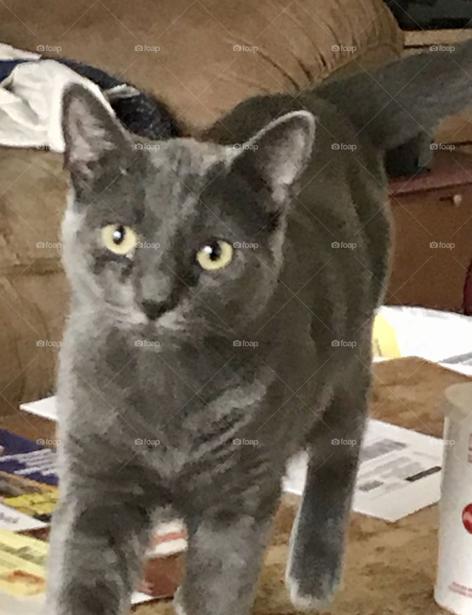 A small dark great cat with round green eyes stranding on a bed