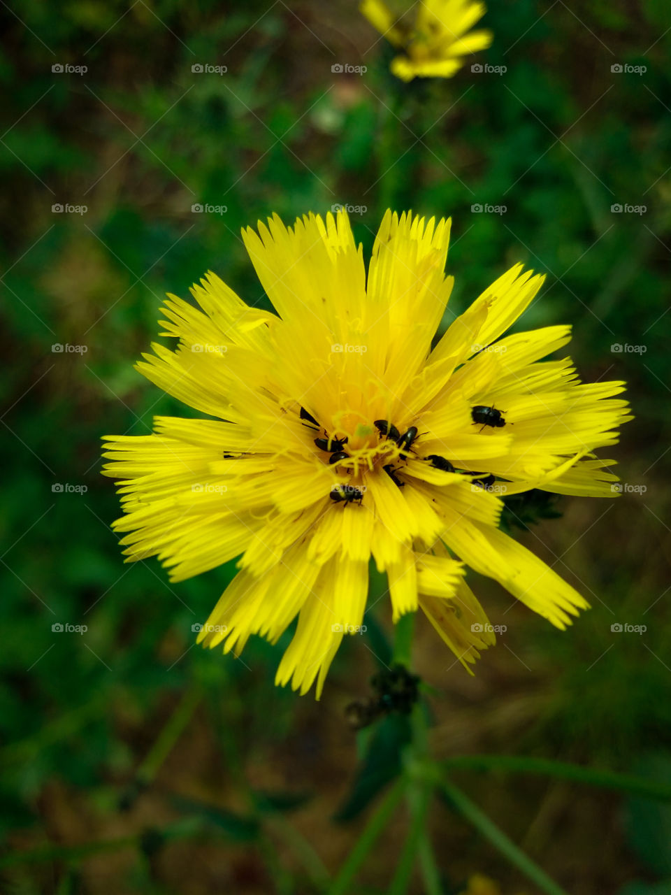 wild yellow flower