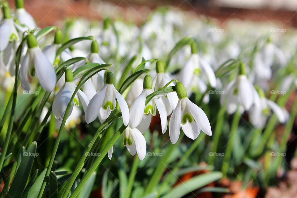 snowdrops