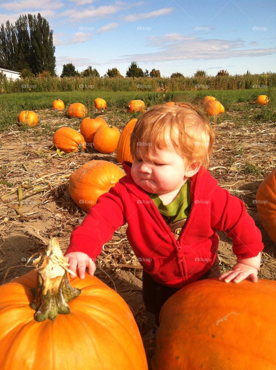 farm united states snohomish the farm at swan's trail by stacyz