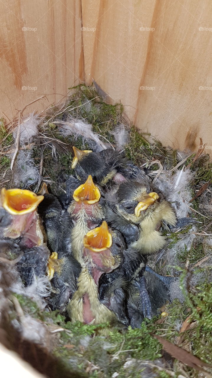 Blaumeisen werden immer niedlicher