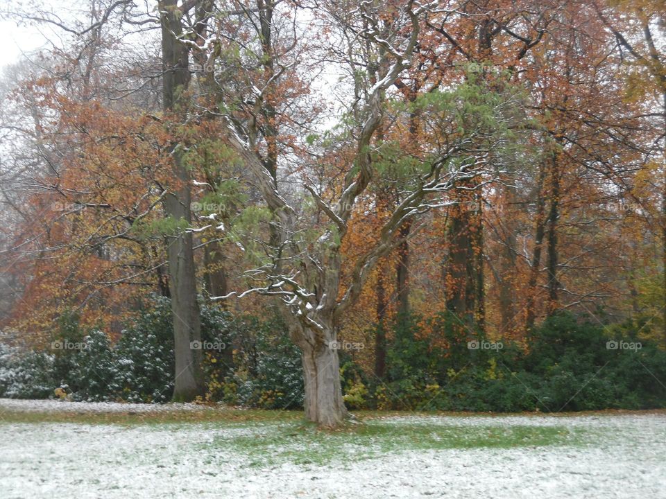 Parc de Mariemont , la Louvière