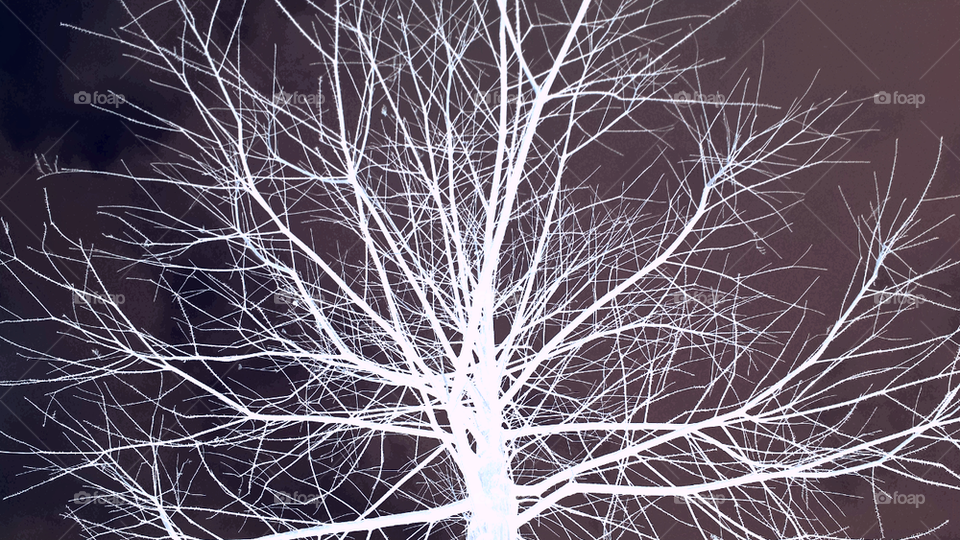 inverted bluewashed tree