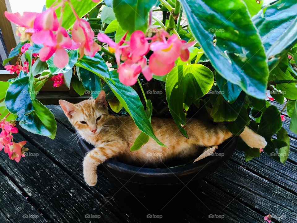 Clyde the kitty. Clyde likes the shade of the flower pots on the front deck. 