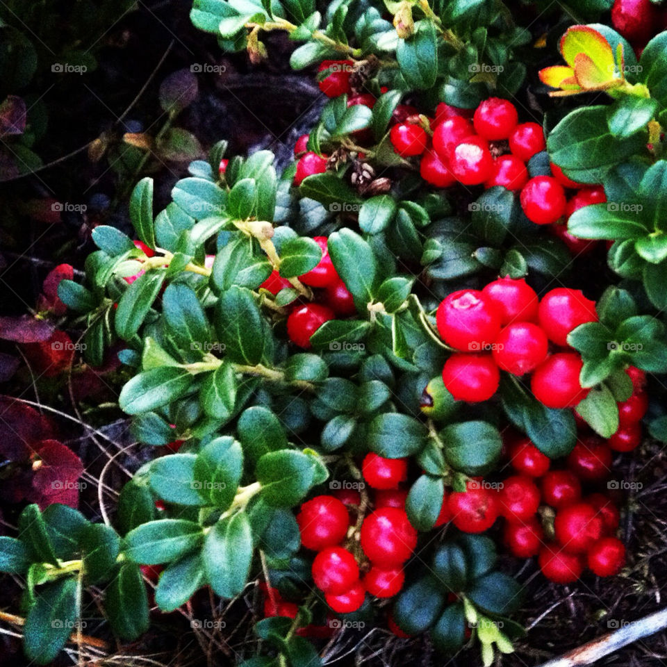 sweden nature forrest berrys by sarrem