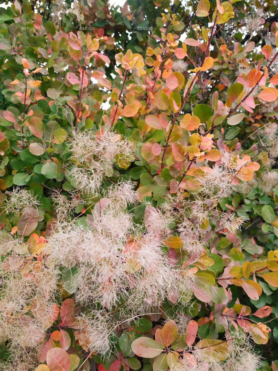 Wonderful autumn colours of the bush