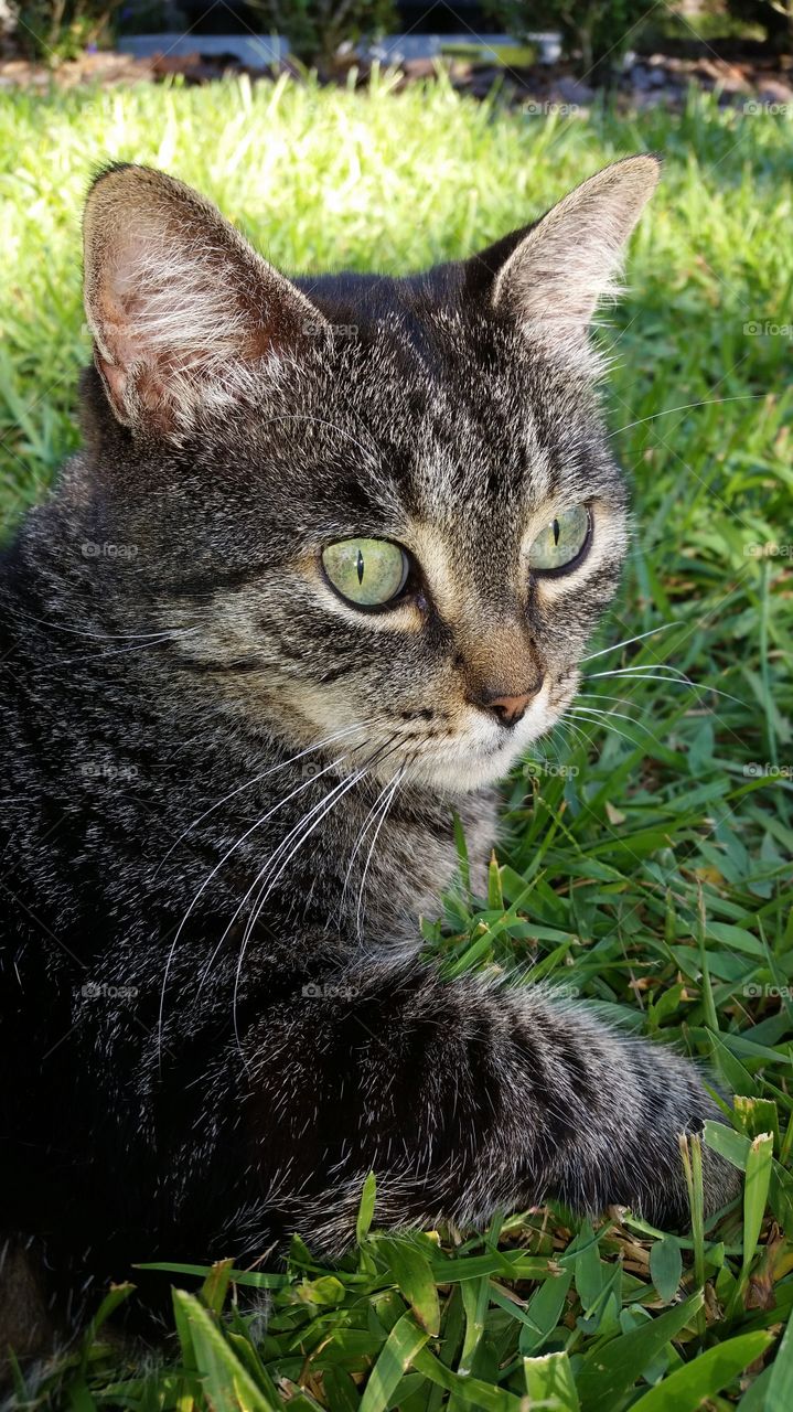 Kitten resting in grass