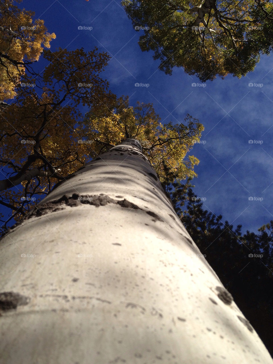 nature creation by clujeanul