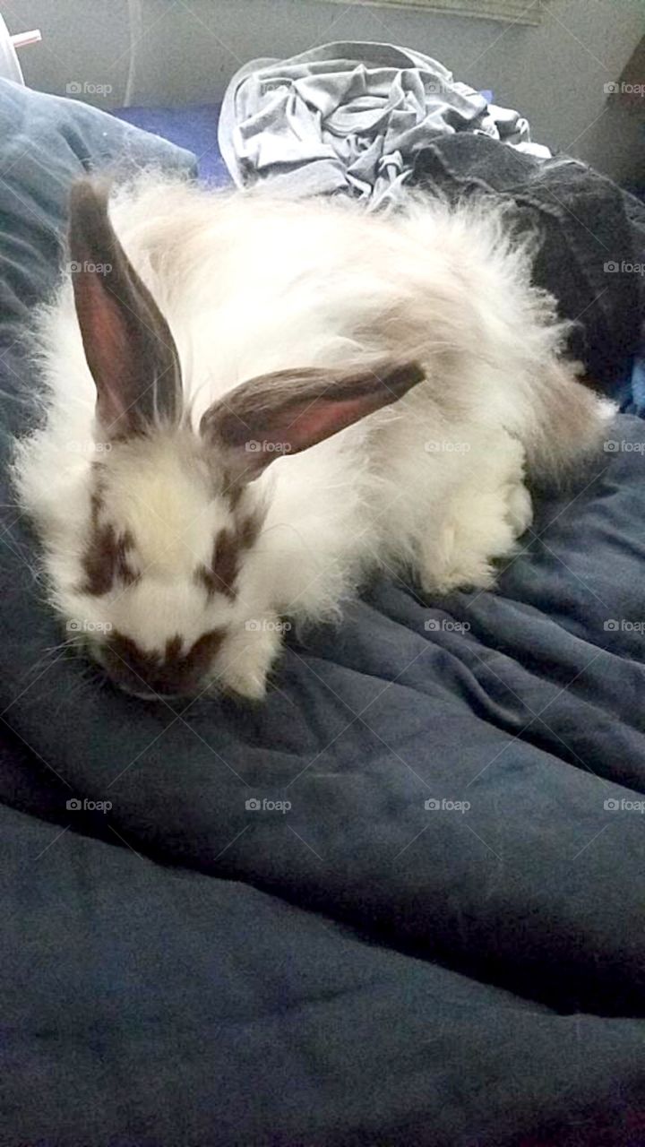 Sleepy bunny
