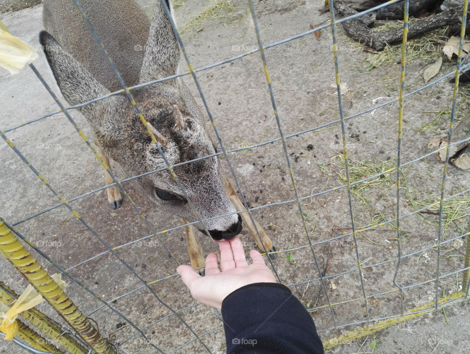 small male deer liking a hand