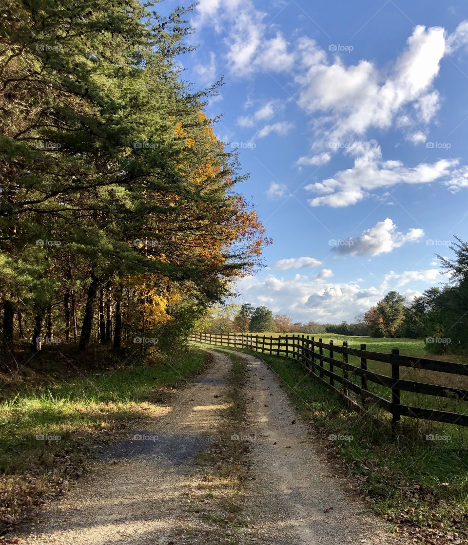 Scenic view of woods and farm pasture