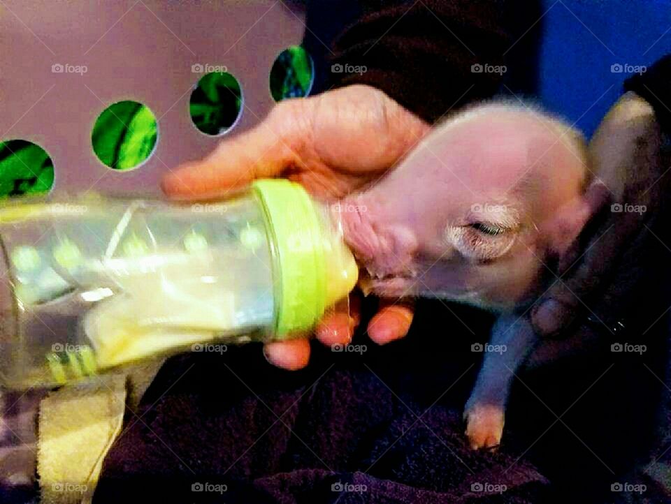 feeding baby piggy