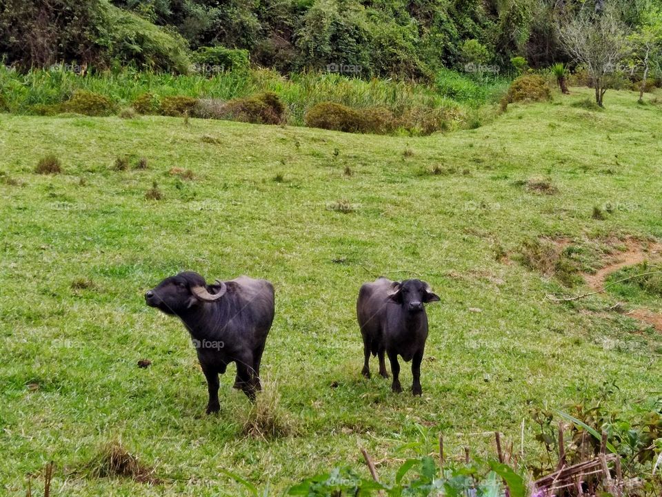 buffalo couple in the green pasture on a sunny day