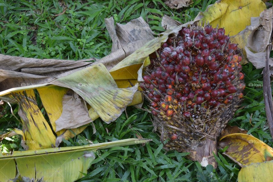 The palm bunch in garden 