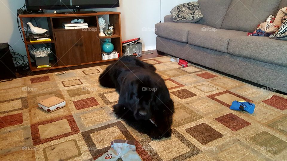 Furniture, Sofa, Room, Indoors, Rug