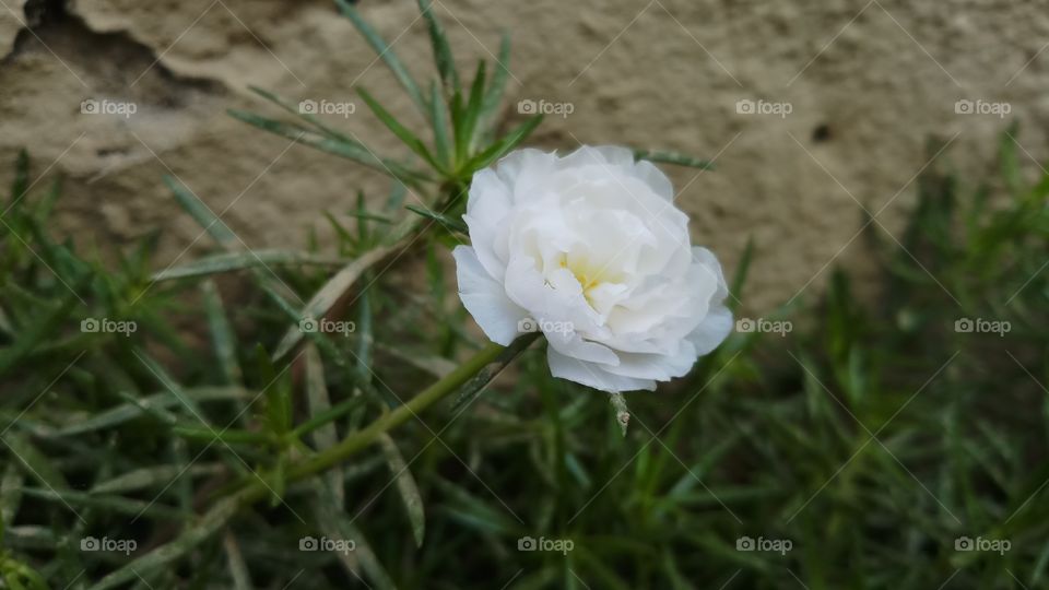 Purslane Morning.
#purslaneflowers #purslaneflower
#purslane
#morninglight
#morningvibes
#morningclick
#morningflowers
#portulacaoleracea
#love
#flowerphotography
#flowerlove
#floweroftheday
#flowers