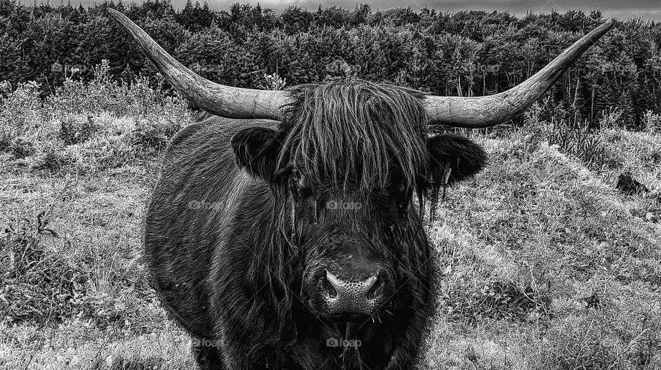 Black and white Highland Cow image, portrait of a Highland Cow, on the farm with Highland Cows, shaggy fur of Highland cows 