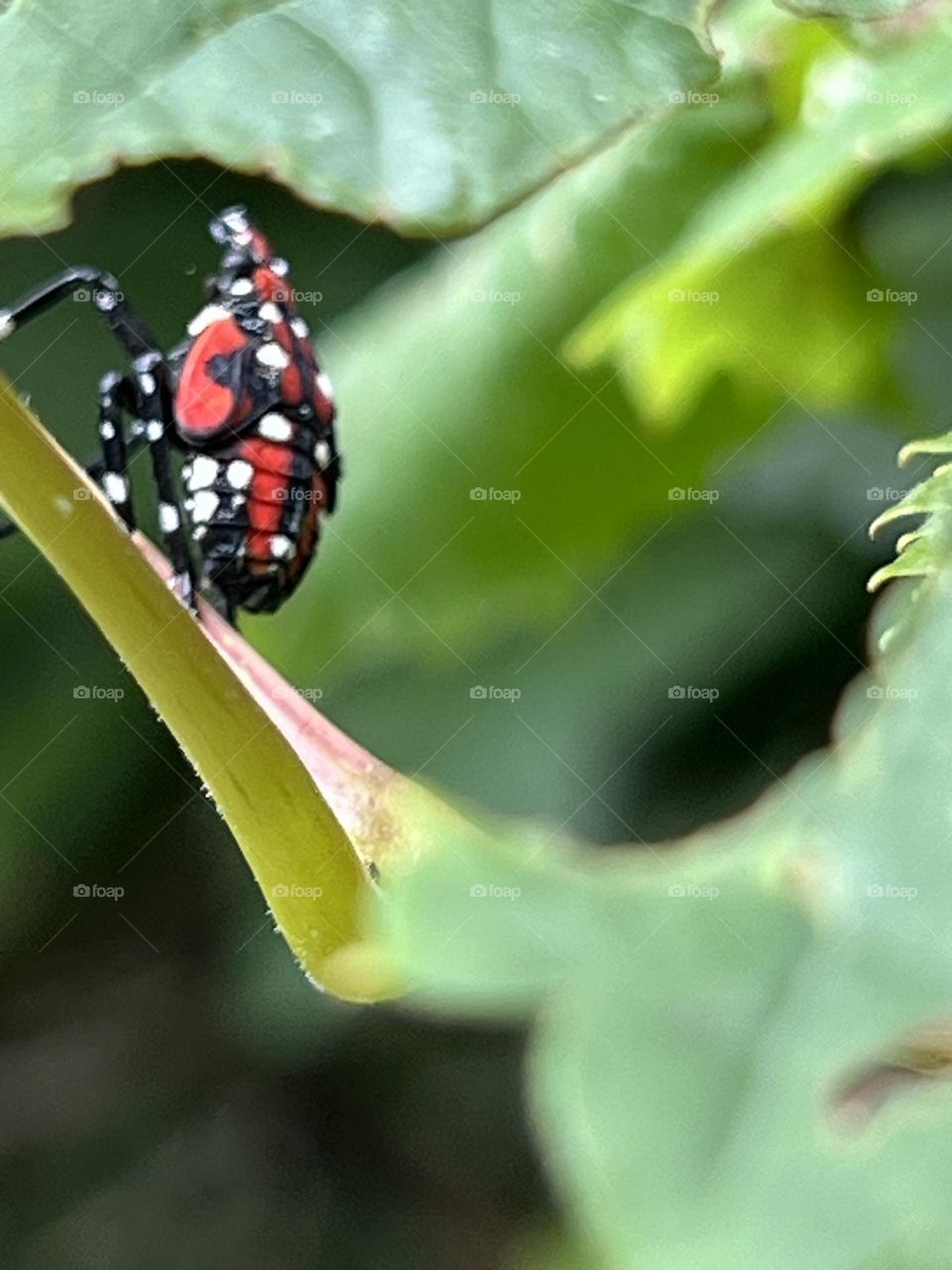 Spotted Lanternfly 4th instar nymph