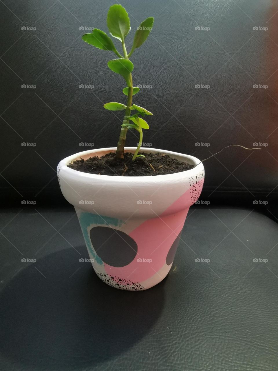 Plant my plants on my art