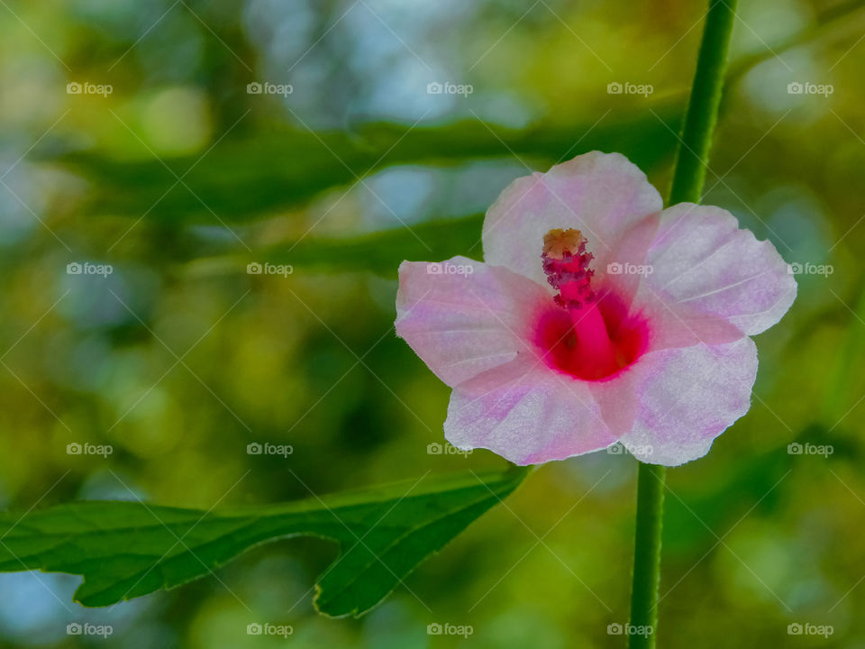 pink coloured flower on wild grass having beautiful green bookeh background .