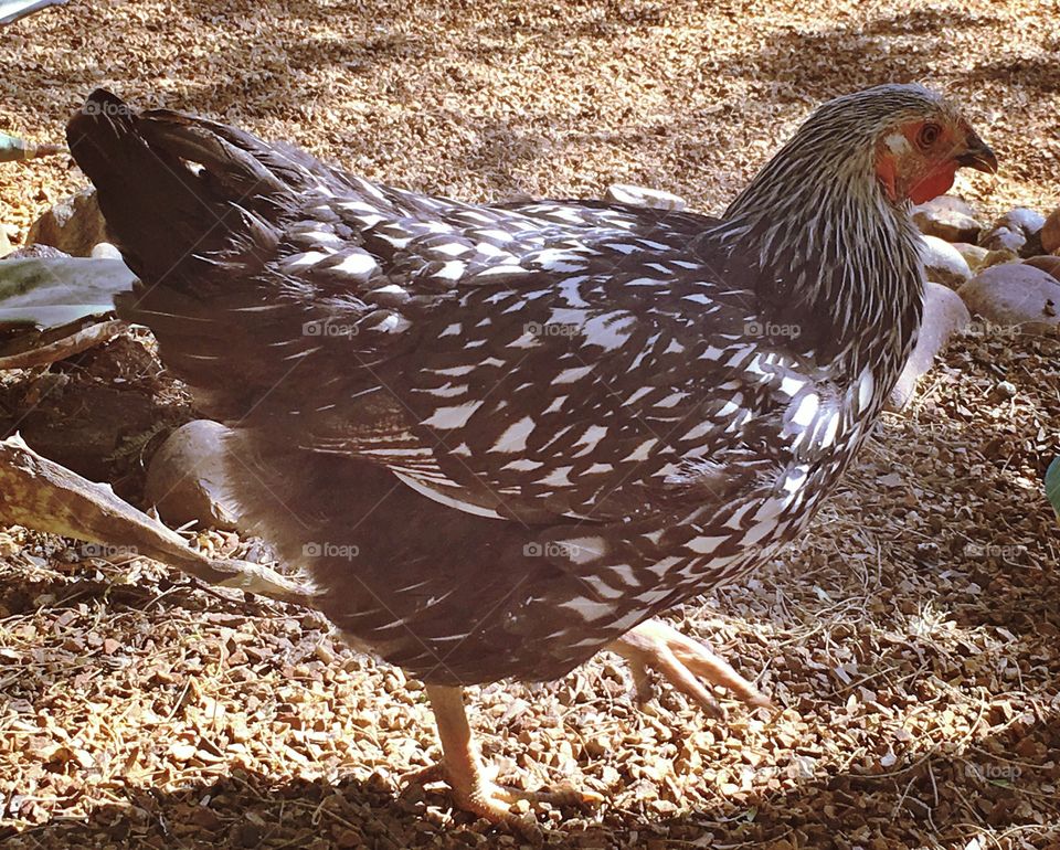 Young silver laced Wyandotte 