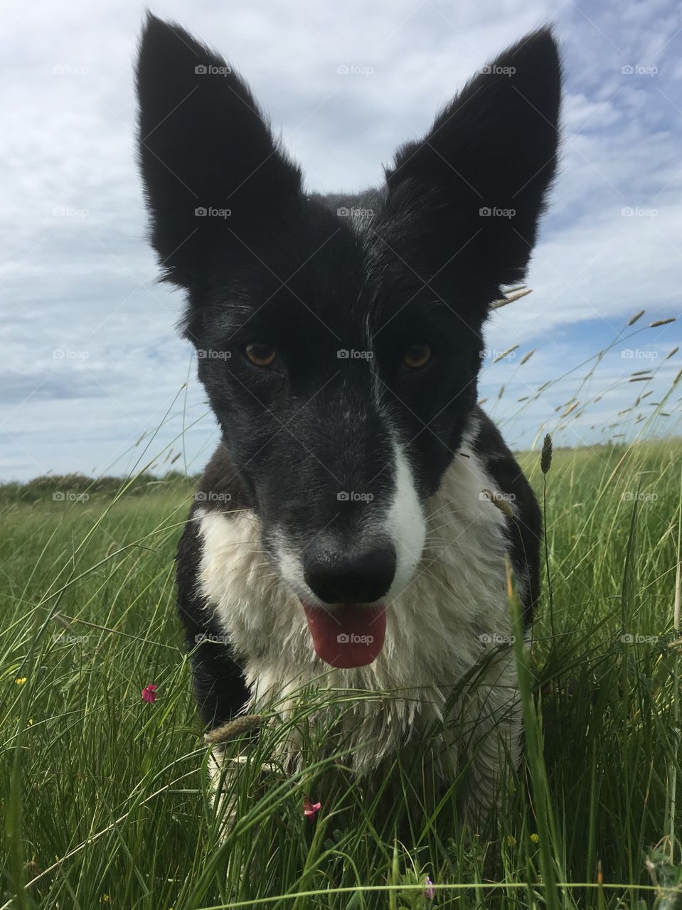Beautiful sky’s and field of delicate wild flowers and grasses enhance this pretty young collie with lovely big ears