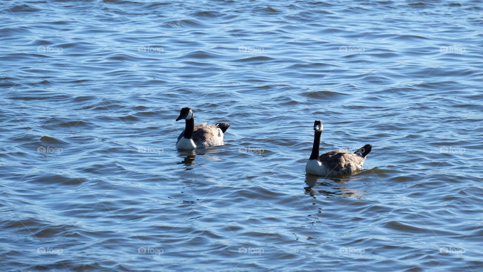 Pair of Canada Geese swimming