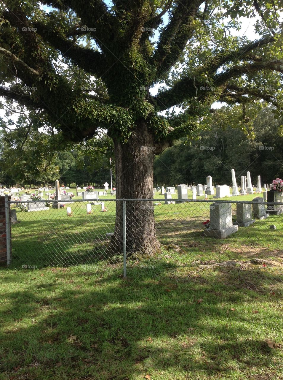 Cemetery with Tree
