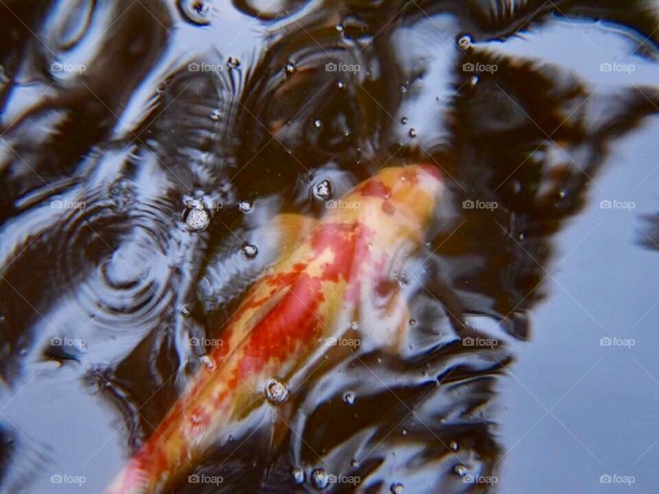 Koi
