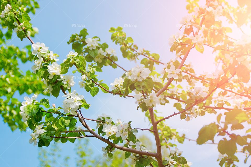 spring flowers