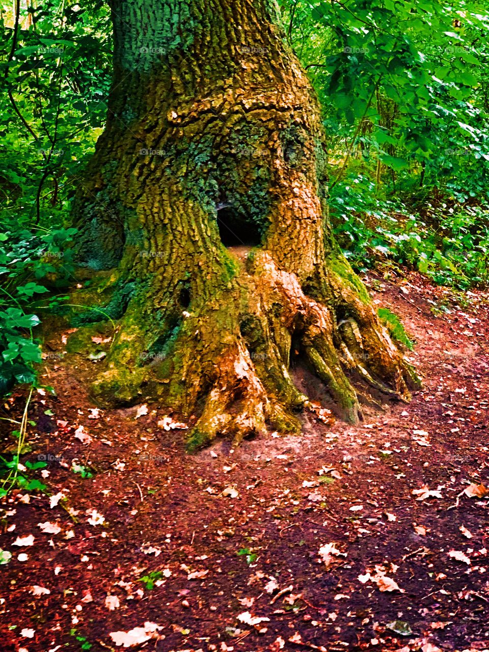 Baum im Wald 