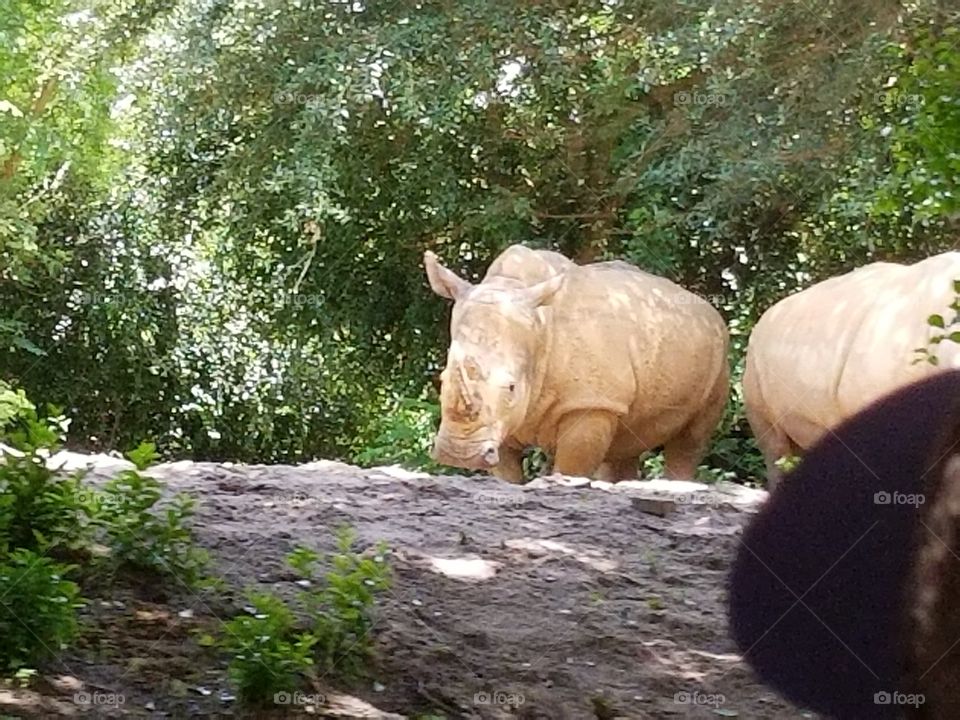 A white rhino goes about his business at Animal Kingdom at the Walt Disney World Resort in Orlando, Florida.