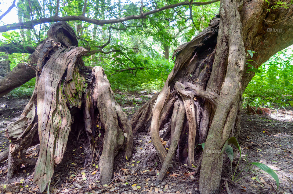 The root of the tree in the forest. Big old tree trunk.
