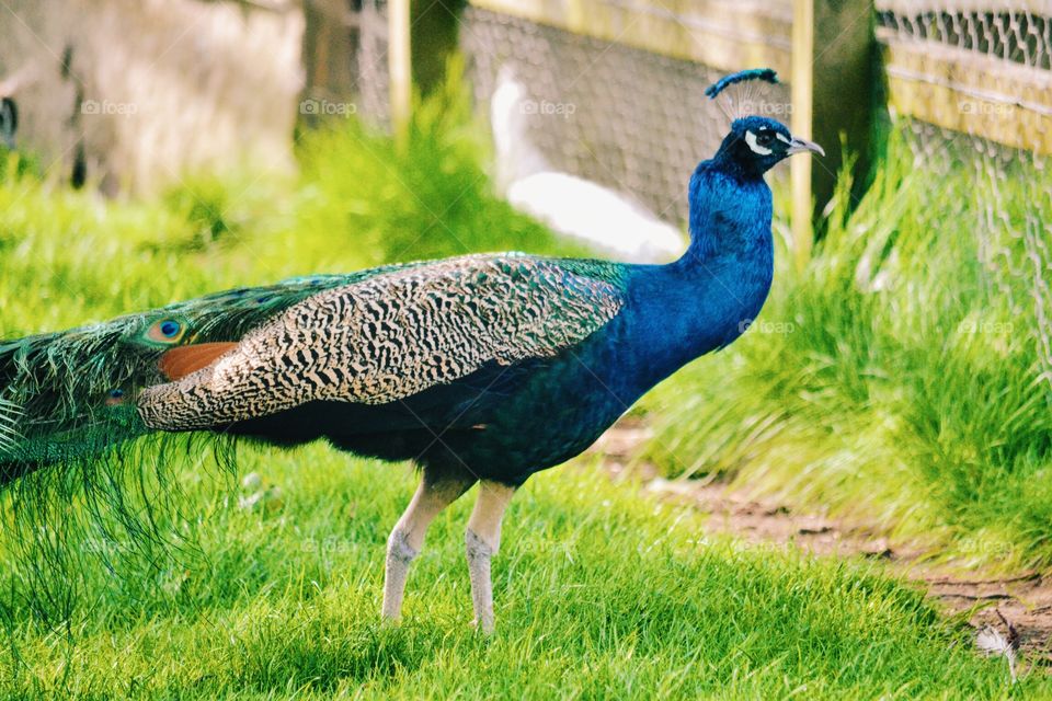 Peacock