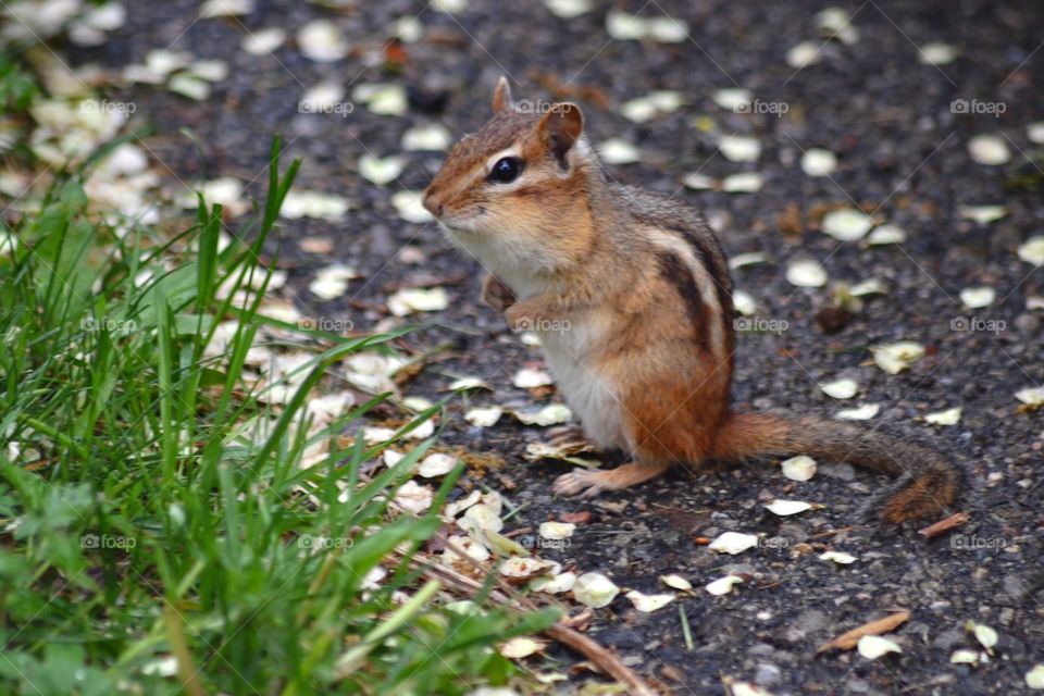 Chipmunk 
