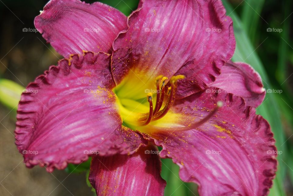 Close-up of purple day lily flower