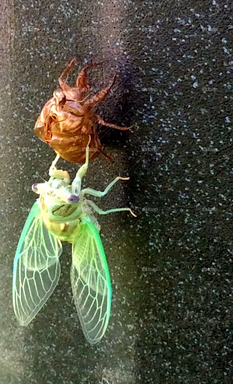 Cicada Emerging