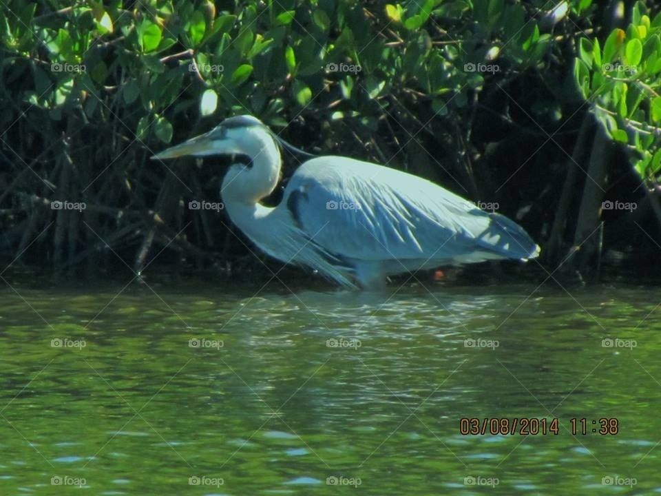 Blue Heron on Bayou