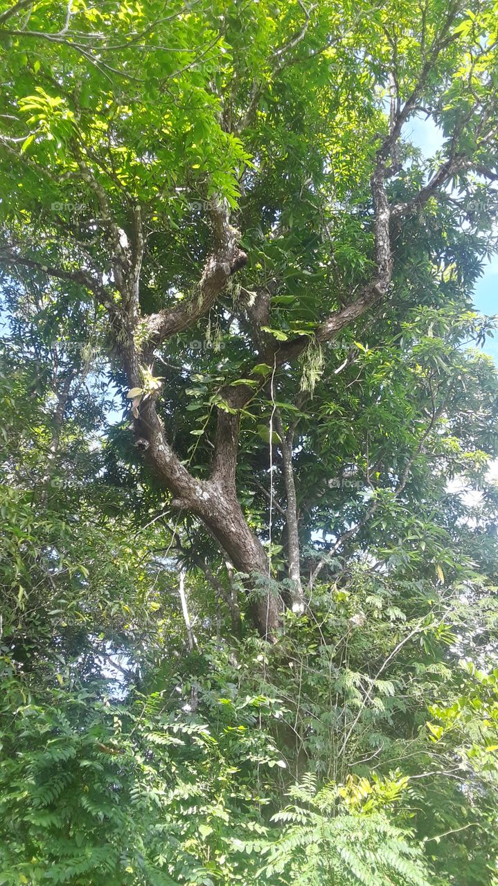 Lush green mango tree