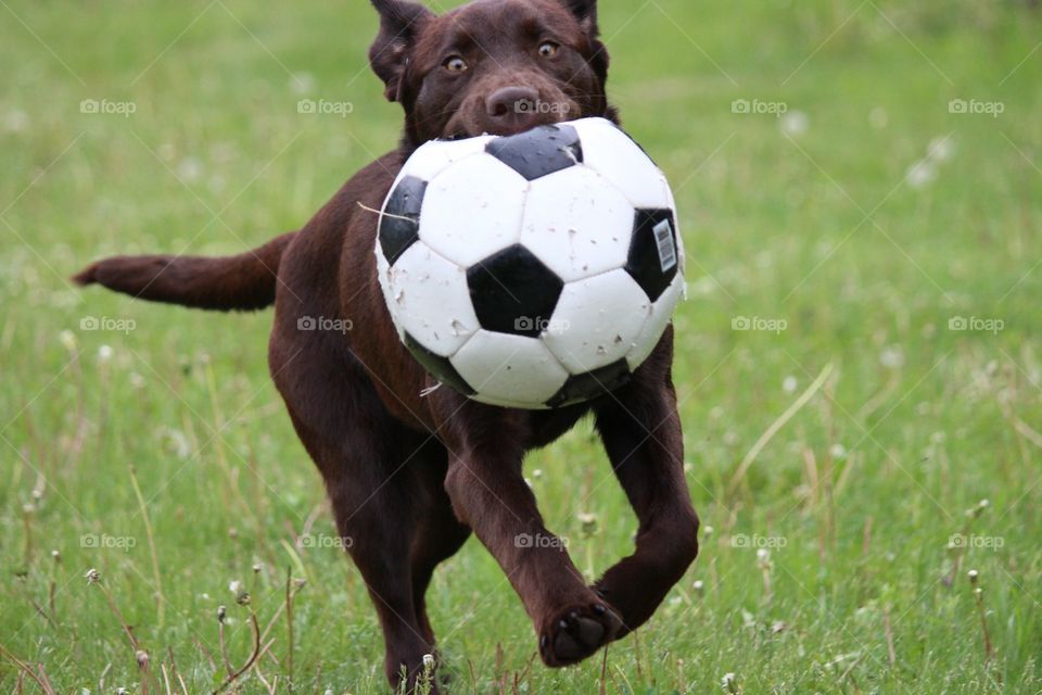 Chocolate Labrador gets the ball ⚽️
