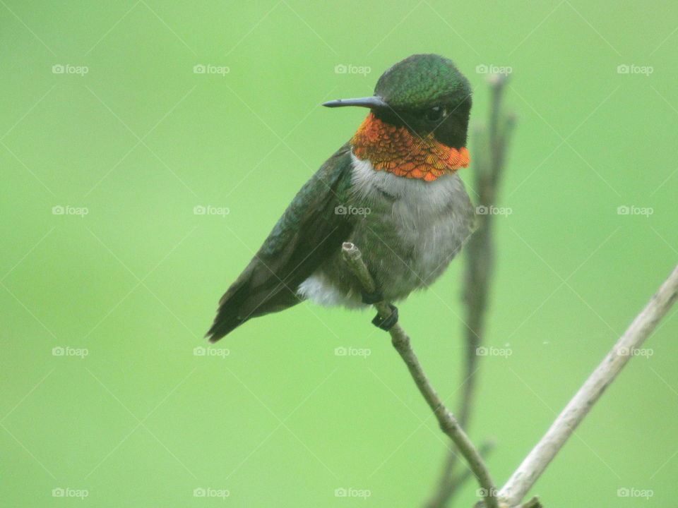 Male ruby throated hummingbird