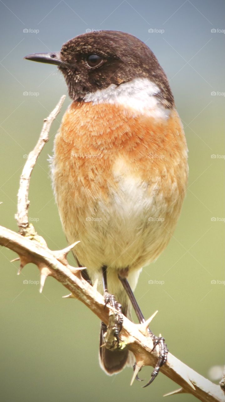 Stonechat 