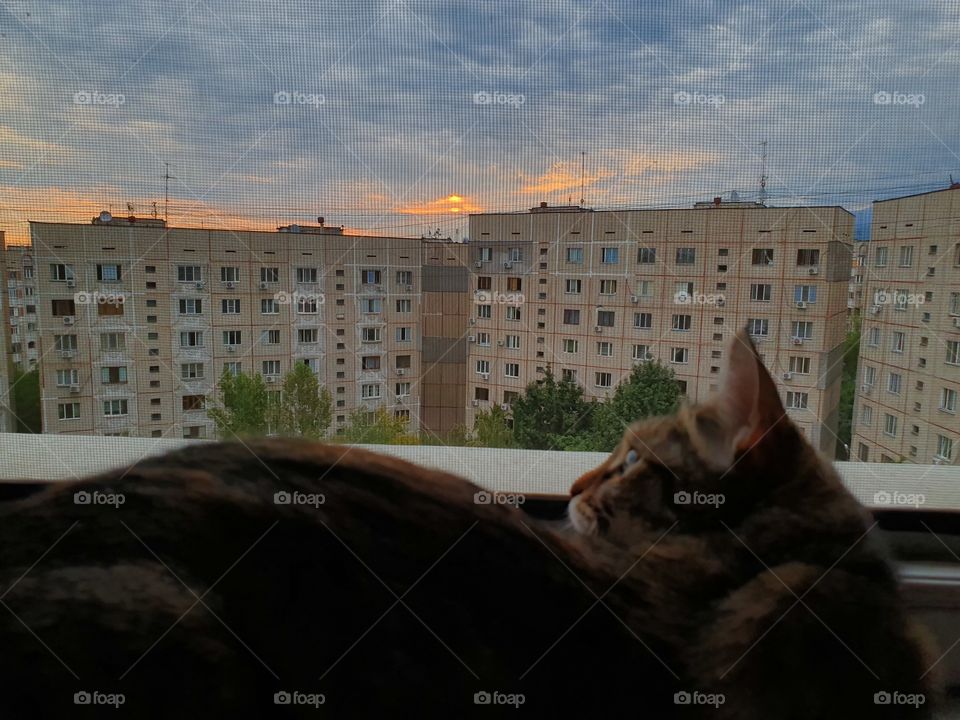 cat hunting while looking on sunrise