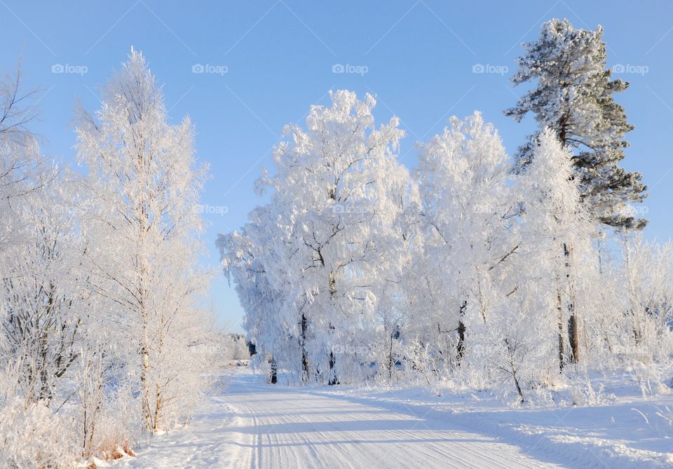 Empty road through forest in winter