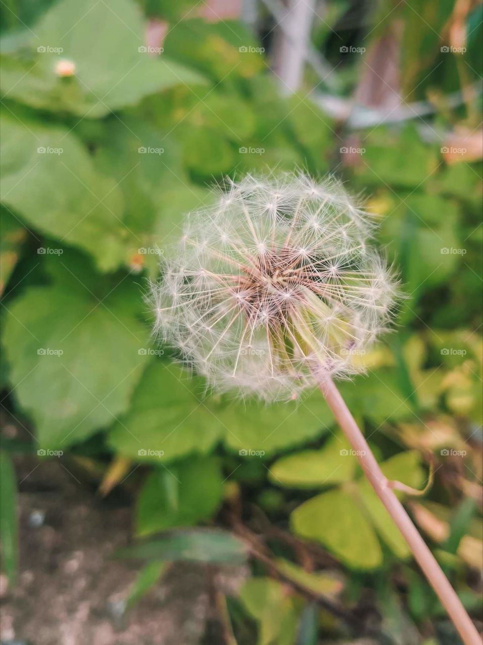 dandelion