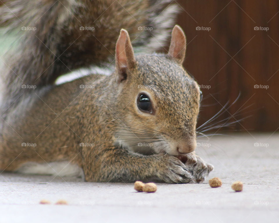 Squirrel eating closeup