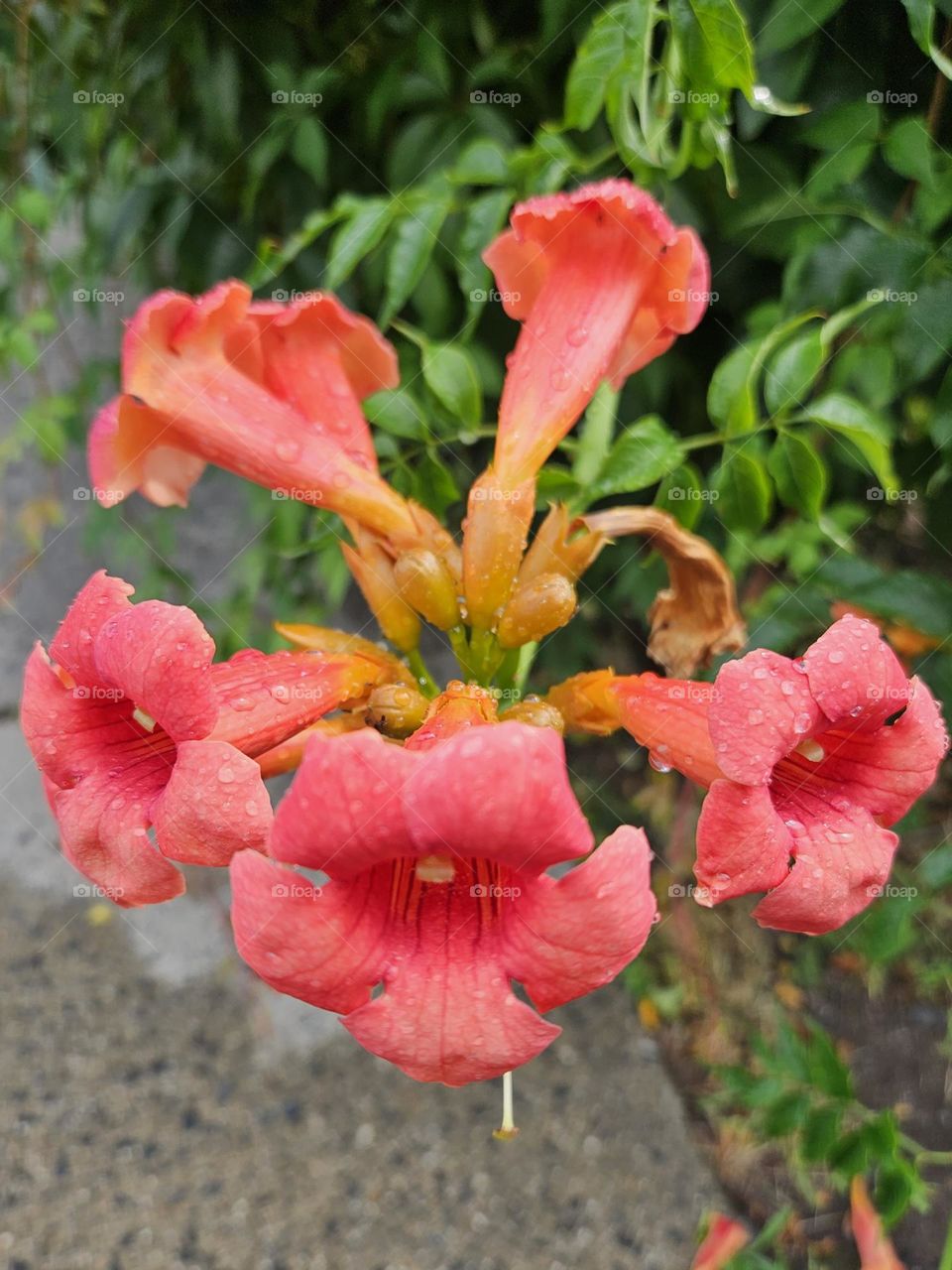 pink flowers in rain