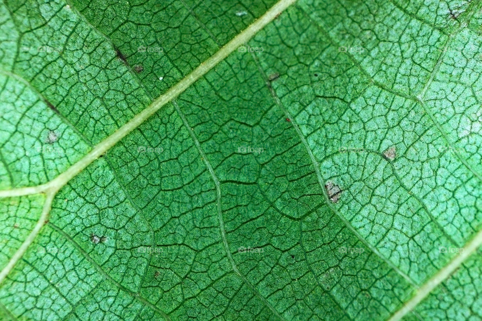 leaf