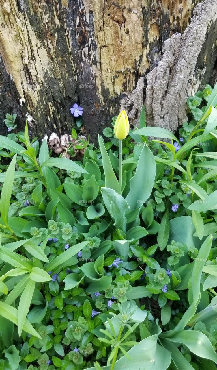 Flowers In My Front Yard